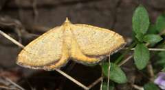 Chrysolarentia correlata