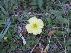 Oenothera triloba
