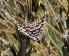 Chrysolarentia nephodes