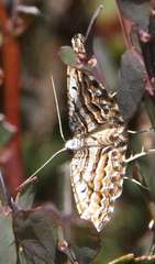 Chrysolarentia nephodes