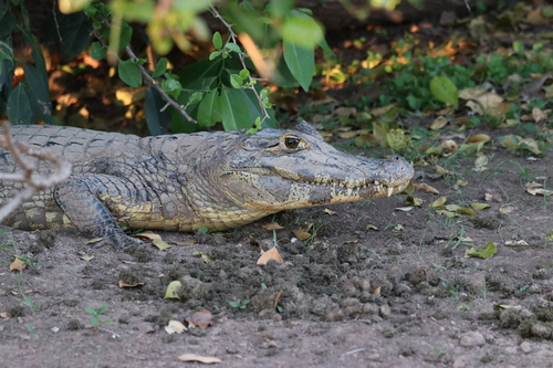 Caiman crocodilus observed 2026-10-24