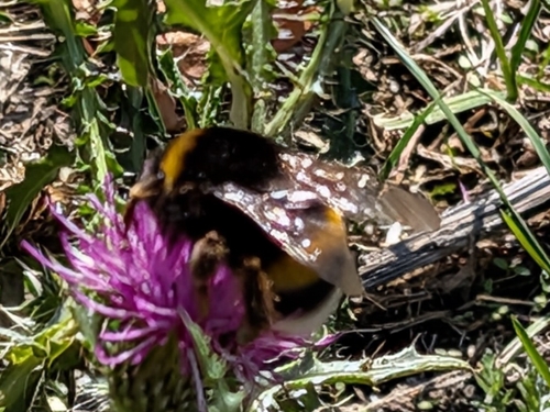 Bombus terrestris photograph by the iNaturalist community