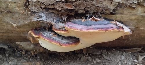 Fomitopsis pinicola observed 2026-10-28