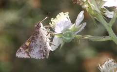 Trapezites phigalioides