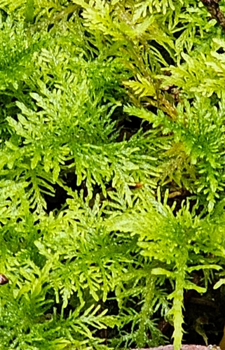 Thuidium observed 2026-10-28