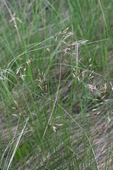 Helictotrichon desertorum