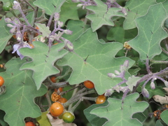 Solanum violaceum