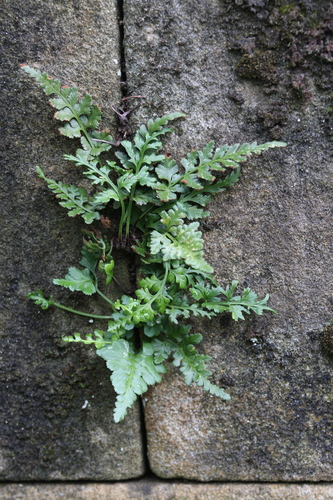 Asplenium adiantum-nigrum observed 2026-10-28