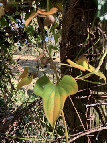 Dioscorea observed 2026-10-28