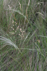Helictotrichon desertorum