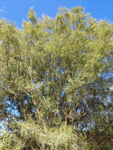 Eugenia observed 2026-10-28