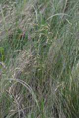 Helictotrichon desertorum