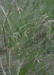 Helictotrichon desertorum