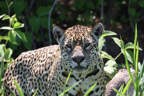 Panthera onca photograph by the iNaturalist community