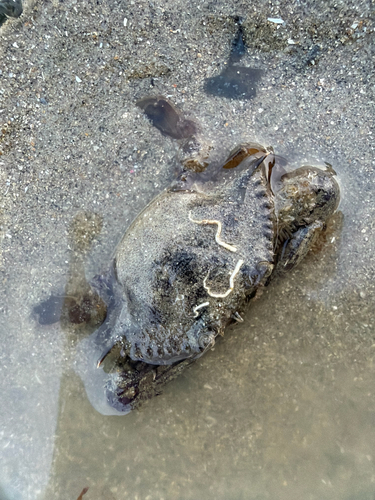 Portunus pelagicus observed 2026-10-28