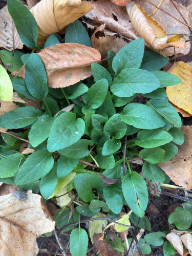 Prunella vulgaris observed 2026-10-28