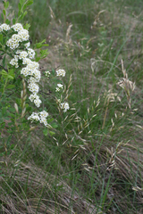Helictotrichon desertorum