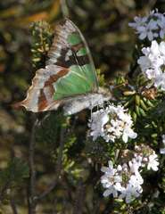 Graphium macleayanus moggana