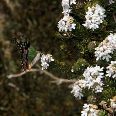 Graphium macleayanus moggana