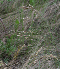 Helictotrichon desertorum
