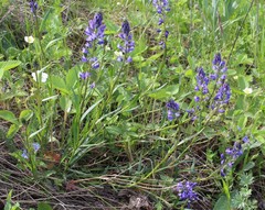 Polygala wolfgangiana