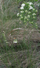 Helictotrichon desertorum