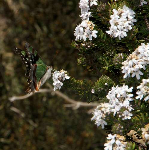 Image of Westringia senifolia by (c) Russell Best, some rights reserved (CC BY)