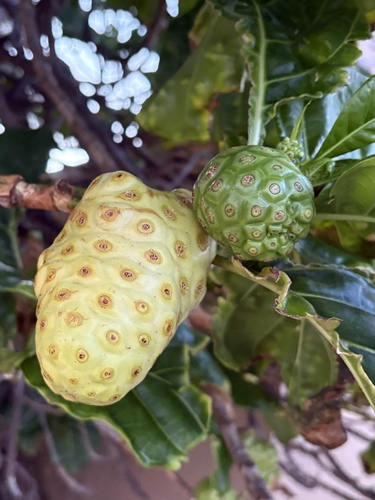Morinda citrifolia observed 2026-10-24