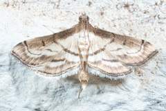 Marasmia