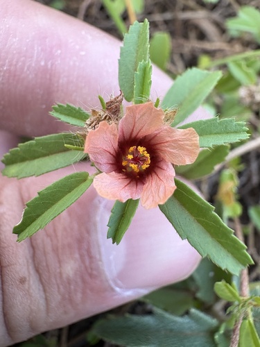 Sida ciliaris observed 2026-10-24