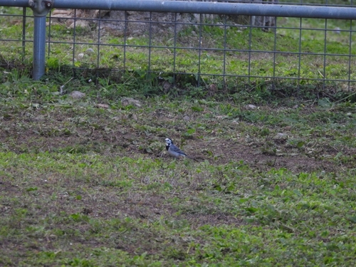 Motacilla alba observed 2026-10-28