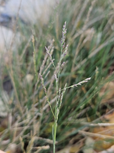 Puccinellia distans observed 2026-10-28