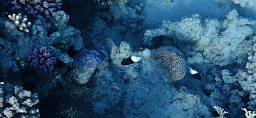Chromis dimidiata observed 2026-10-28