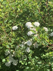 Spiraea × vanhouttei