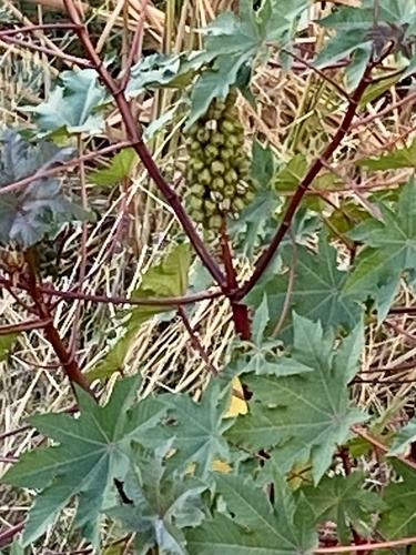 Ricinus communis observed 2026-10-28