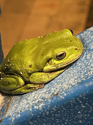 Litoria observed 2026-10-29