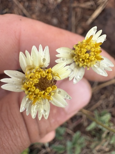 Tridax procumbens observed 2026-10-24