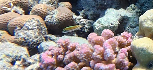 Thalassoma observed 2026-10-28