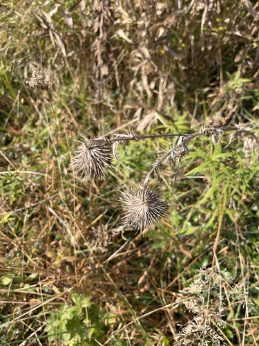 Cirsium vulgare observed 2026-10-28