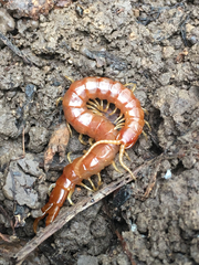 Theatops spinicaudus