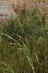 Amphibromus nervosus