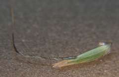 Amphibromus nervosus