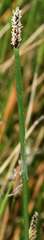 Eleocharis acuta