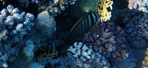 Zebrasoma observed 2026-10-28