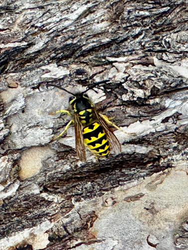 Vespula pensylvanica observed 2026-10-28