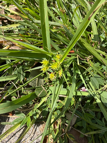 Cyperus observed 2026-10-28