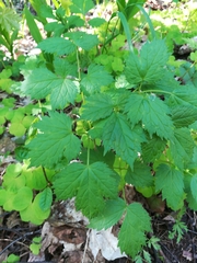 Actaea spicata