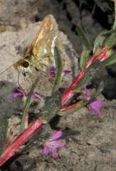 Taractrocera papyria papyria
