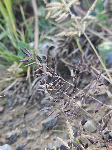 Eragrostis minor observed 2026-10-28