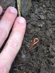 Theatops spinicaudus